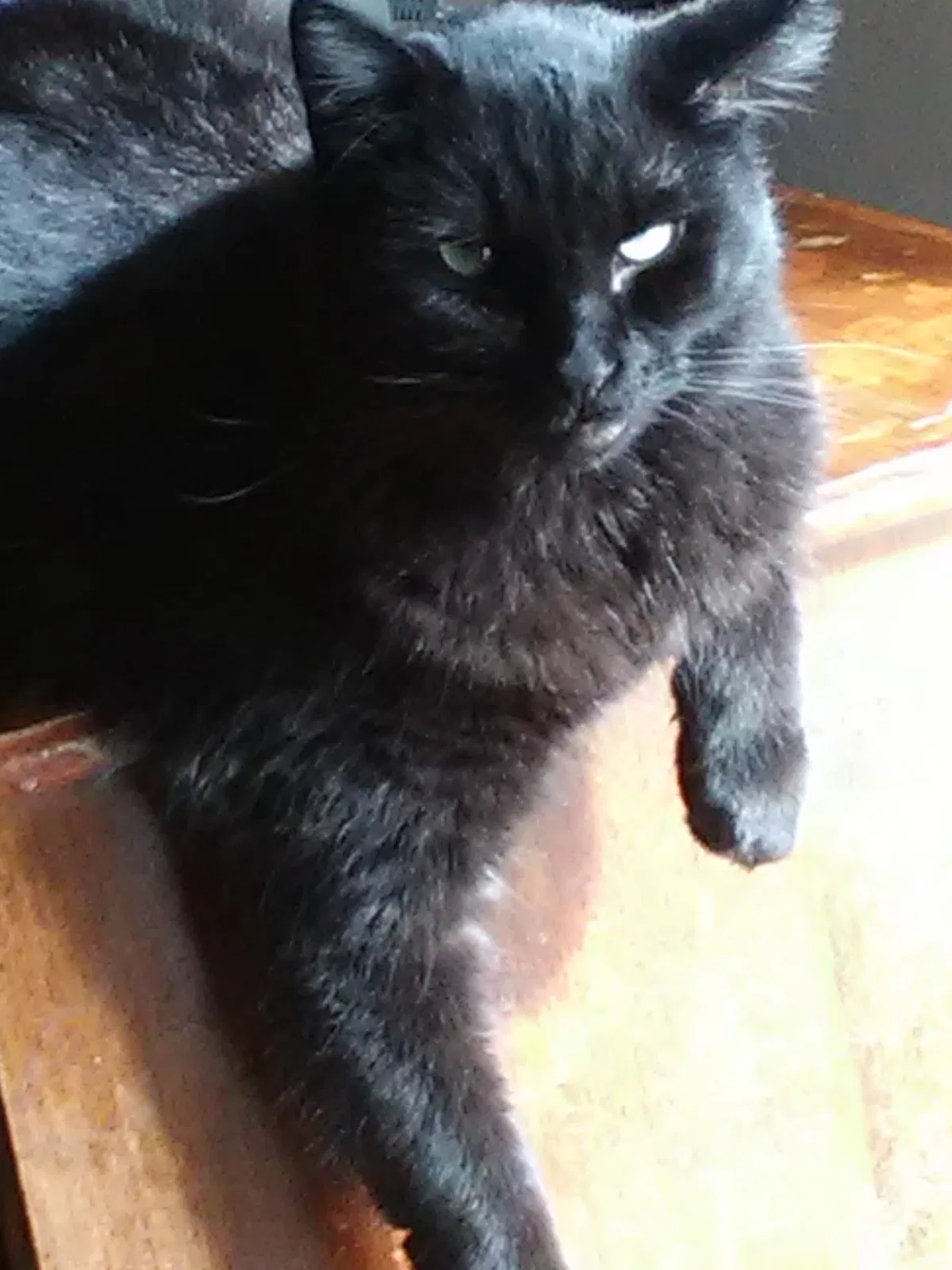 Lost cat in Anderson, SC, 29622
