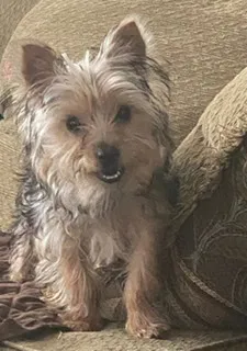 Lost dog in Chicago, IL, 60651