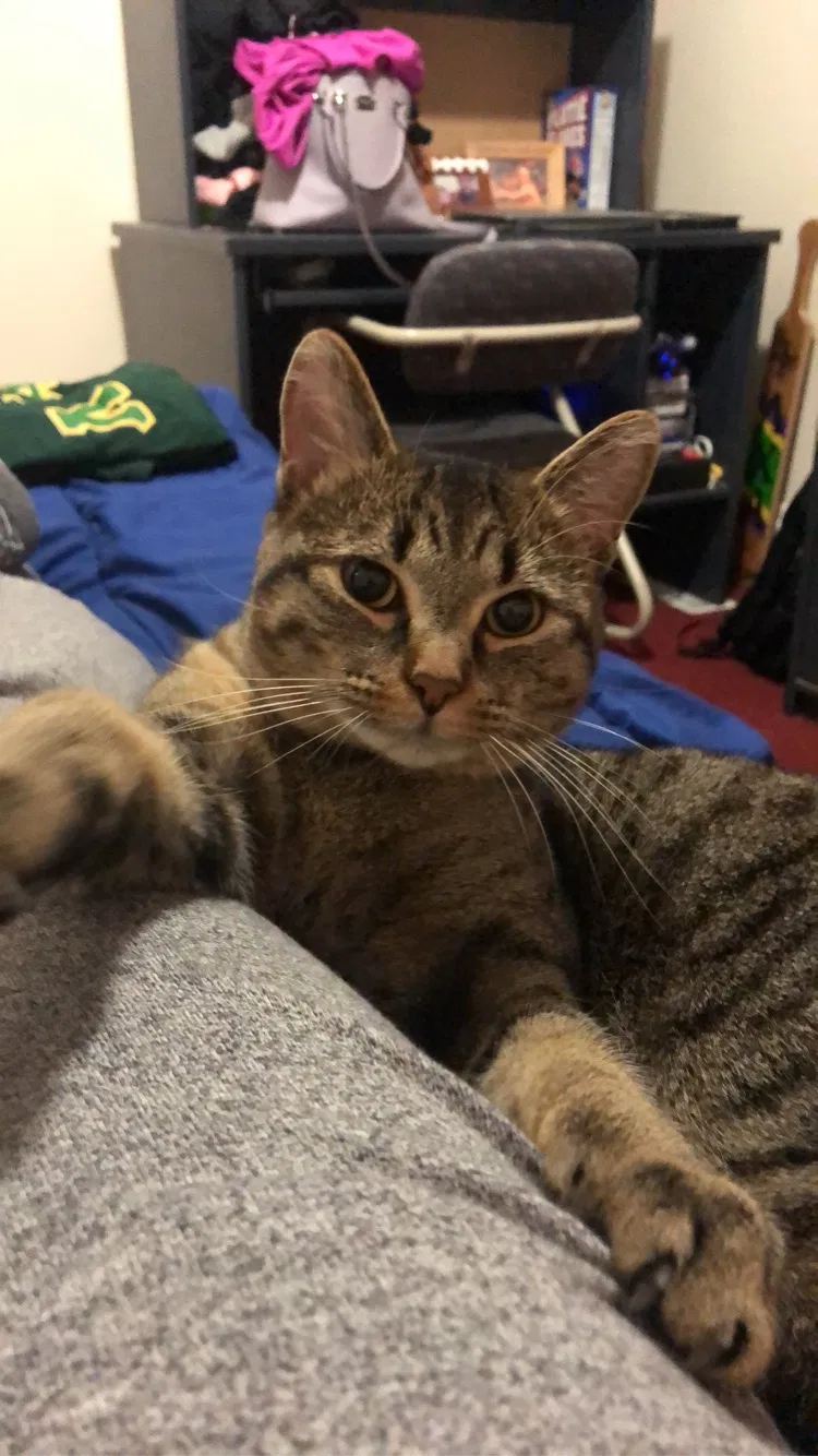 Lost cat in Buffalo, NY, 14214