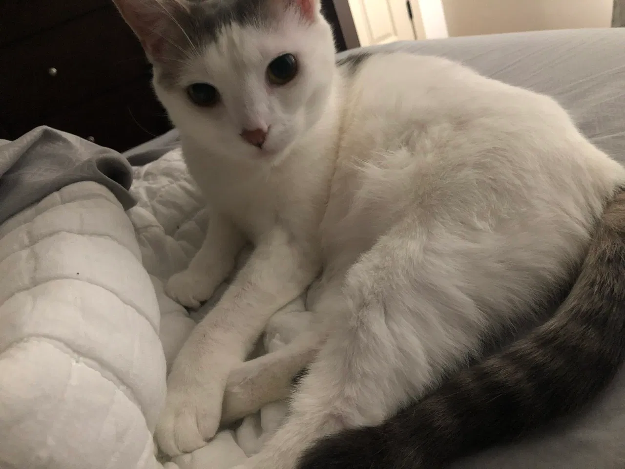 Lost cat in Clarksville, TN, 37042