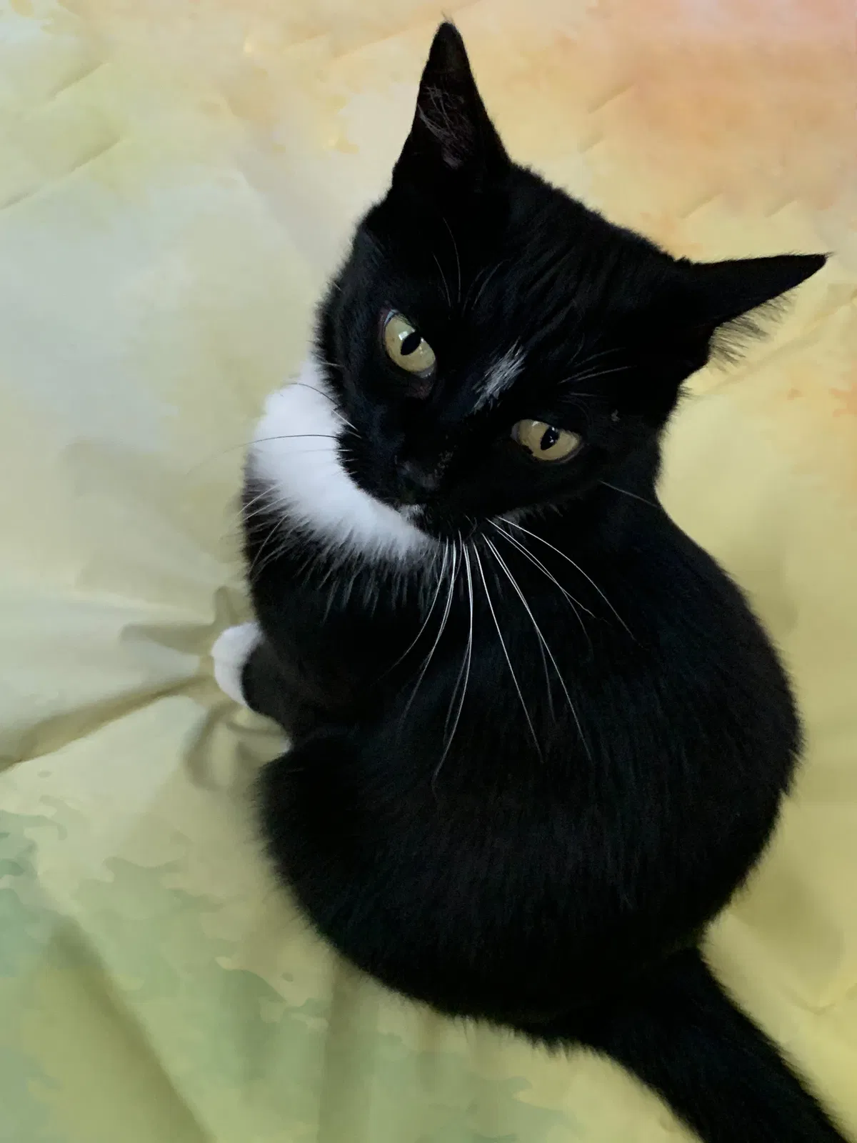 Lost cat in Fletcher, NC, 28732