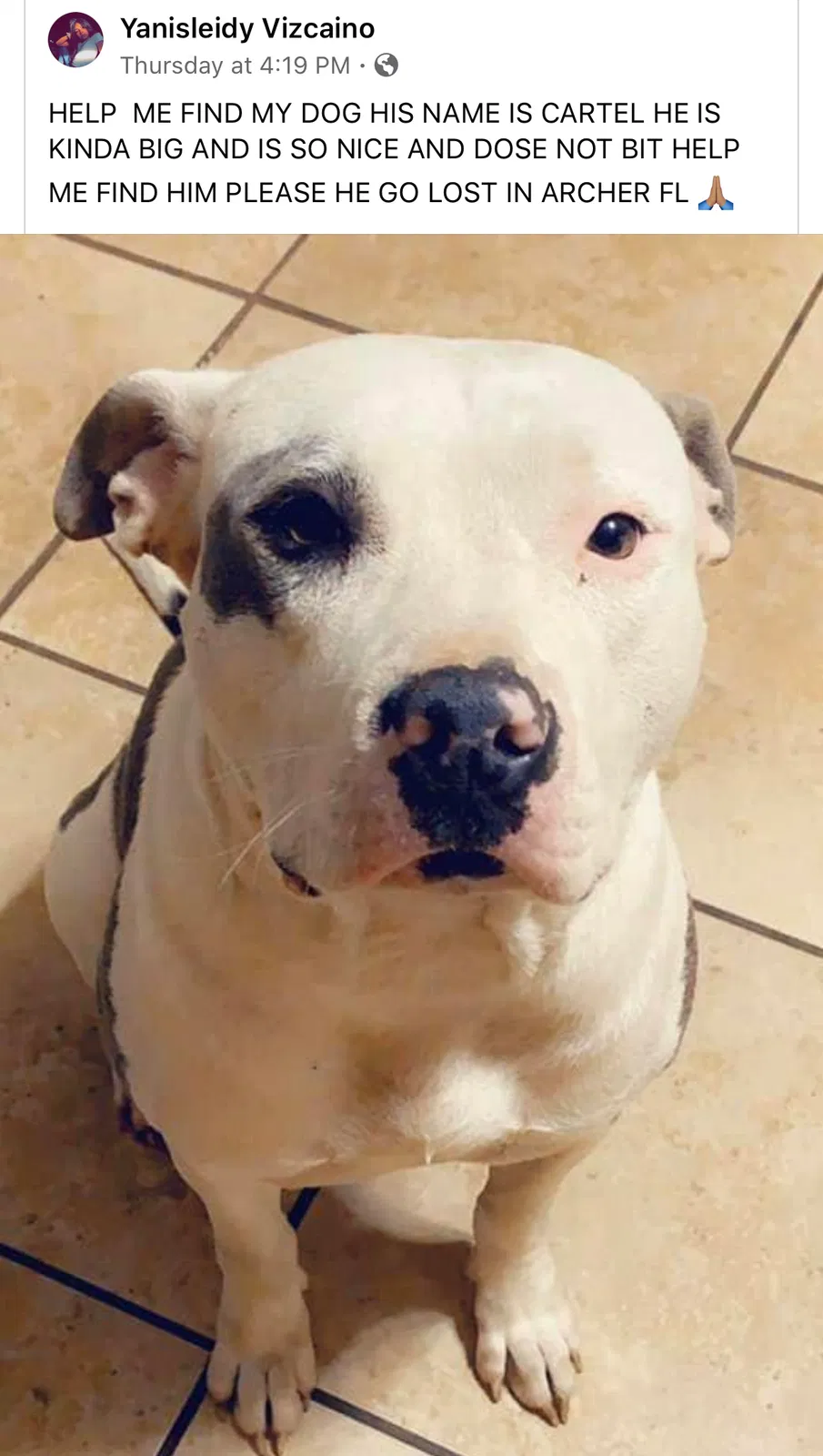 Lost dog in Archer, FL, 32618