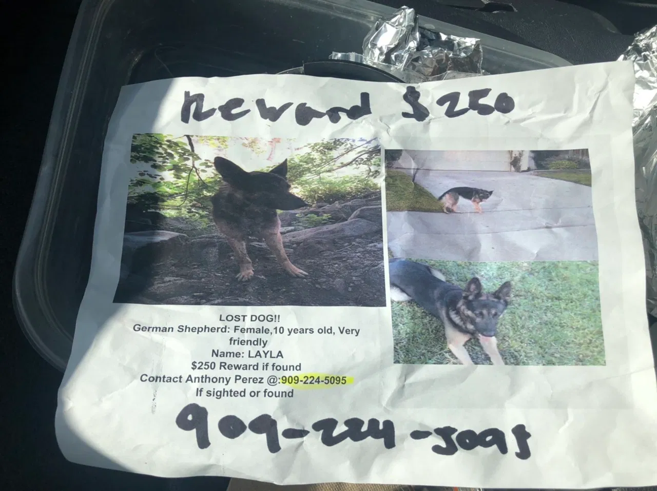 Lost dog in Ontario, CA, 91761