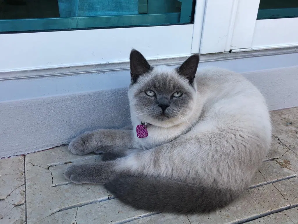 Lost cat in Miami, FL, 33138
