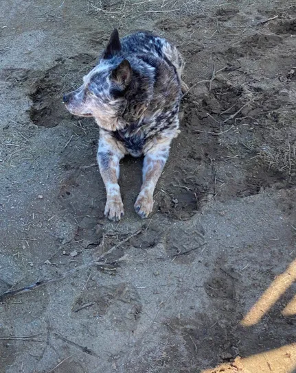 Lost dog in Beaumont, CA, 92223