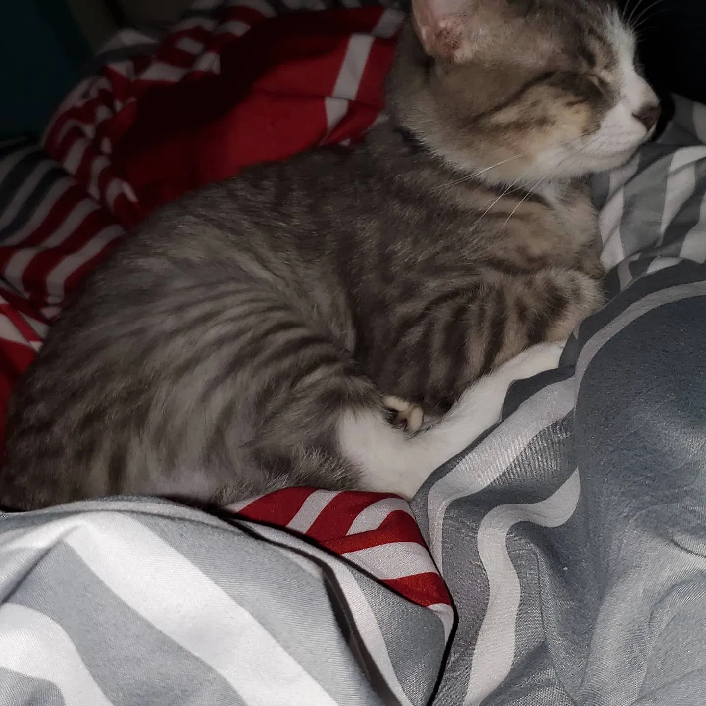 Lost cat in Austin, TX, 78734