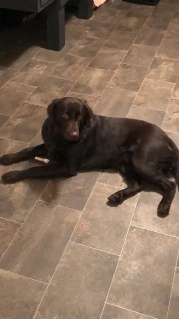Lost dog in Oregon, MO, 64473