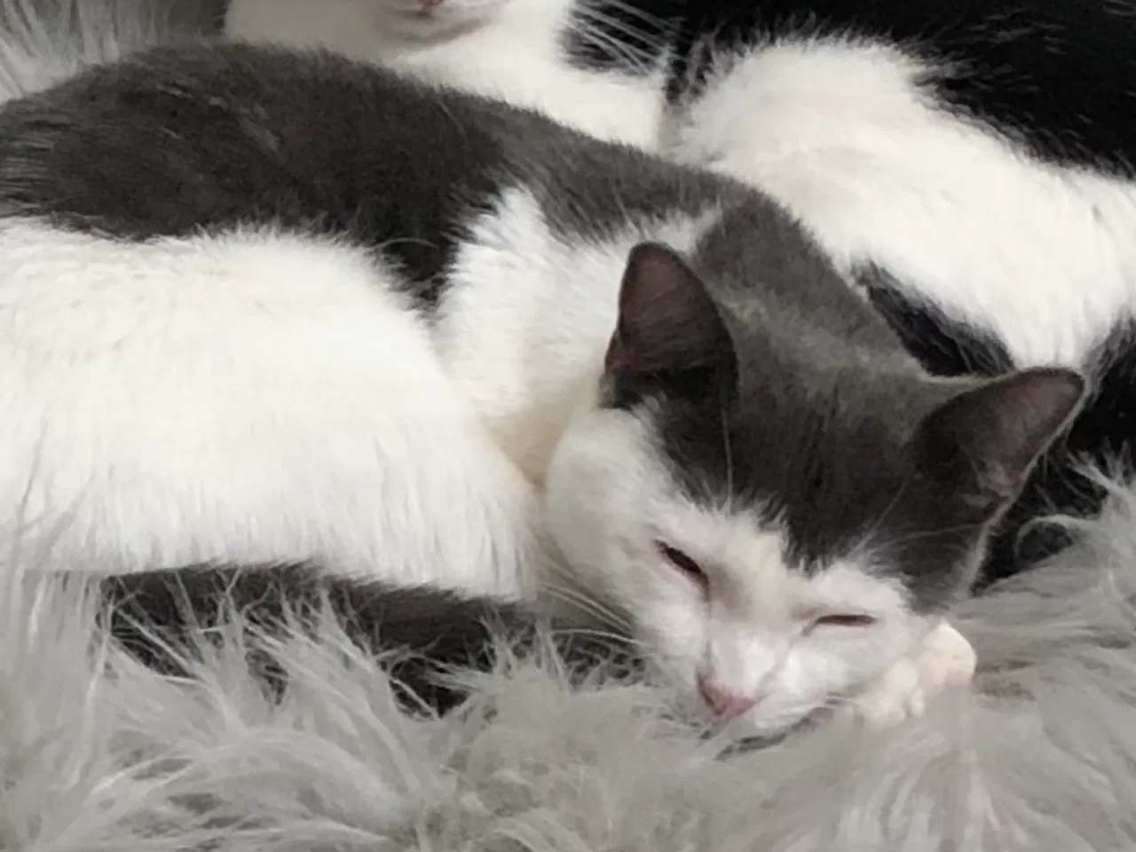 Lost cat in Fort Worth, TX, 76123