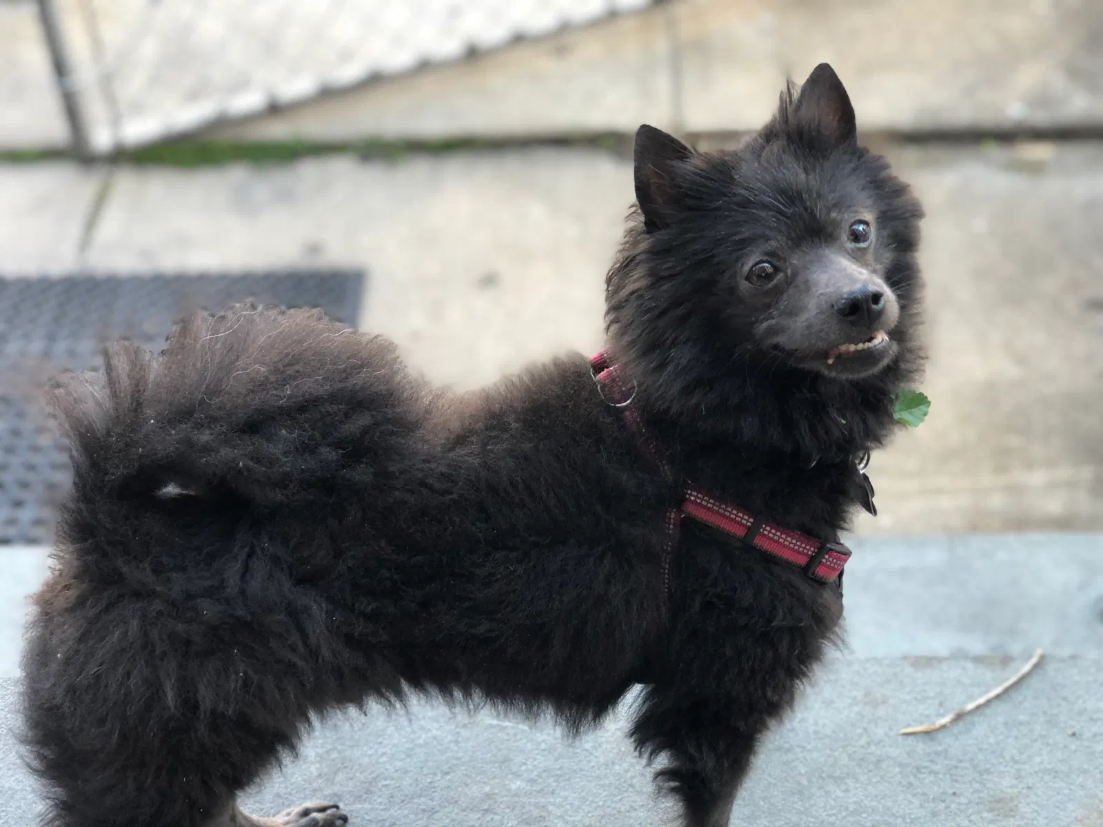 Lost dog in Mount Vernon, NY, 10550