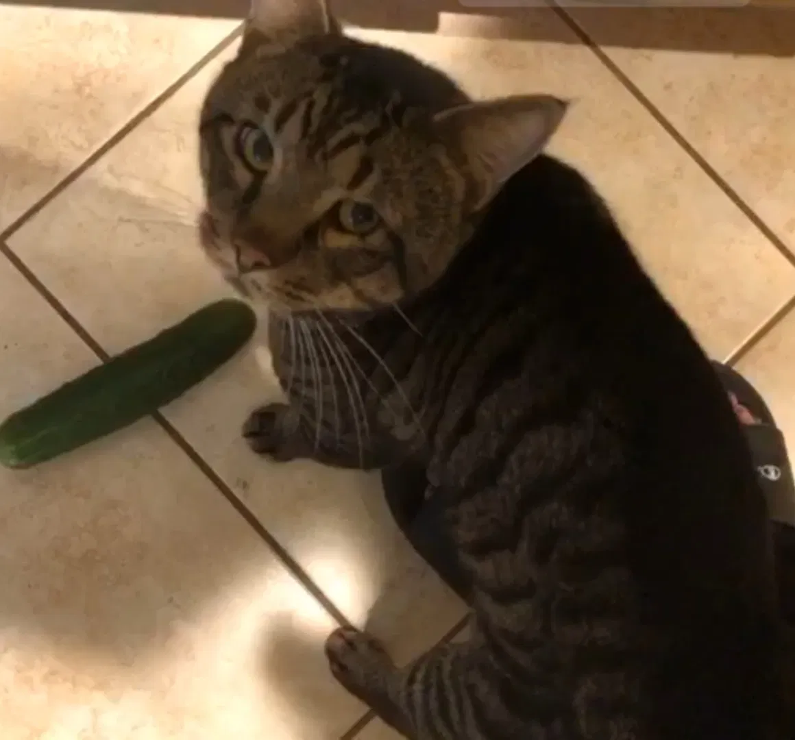 Lost cat in Port Saint Lucie, FL, 34953
