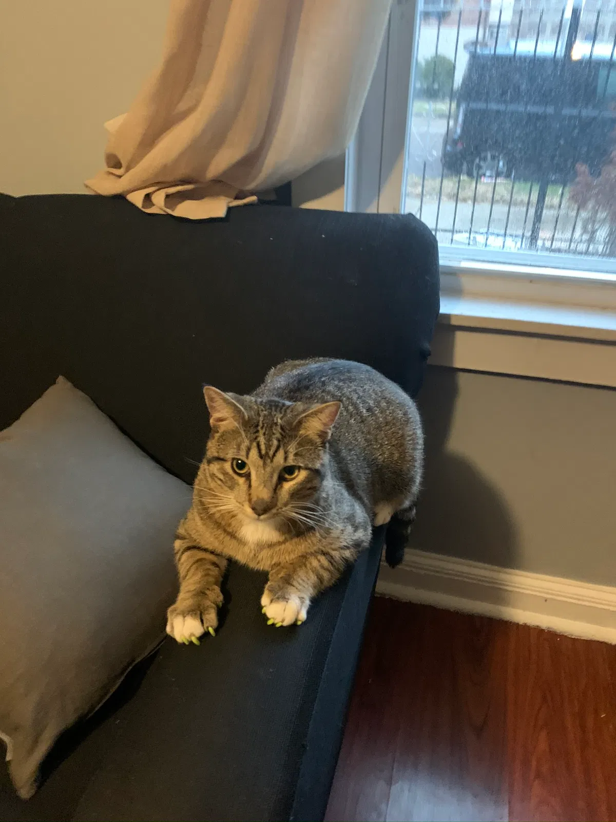 Lost cat in Chicago, IL, 60609
