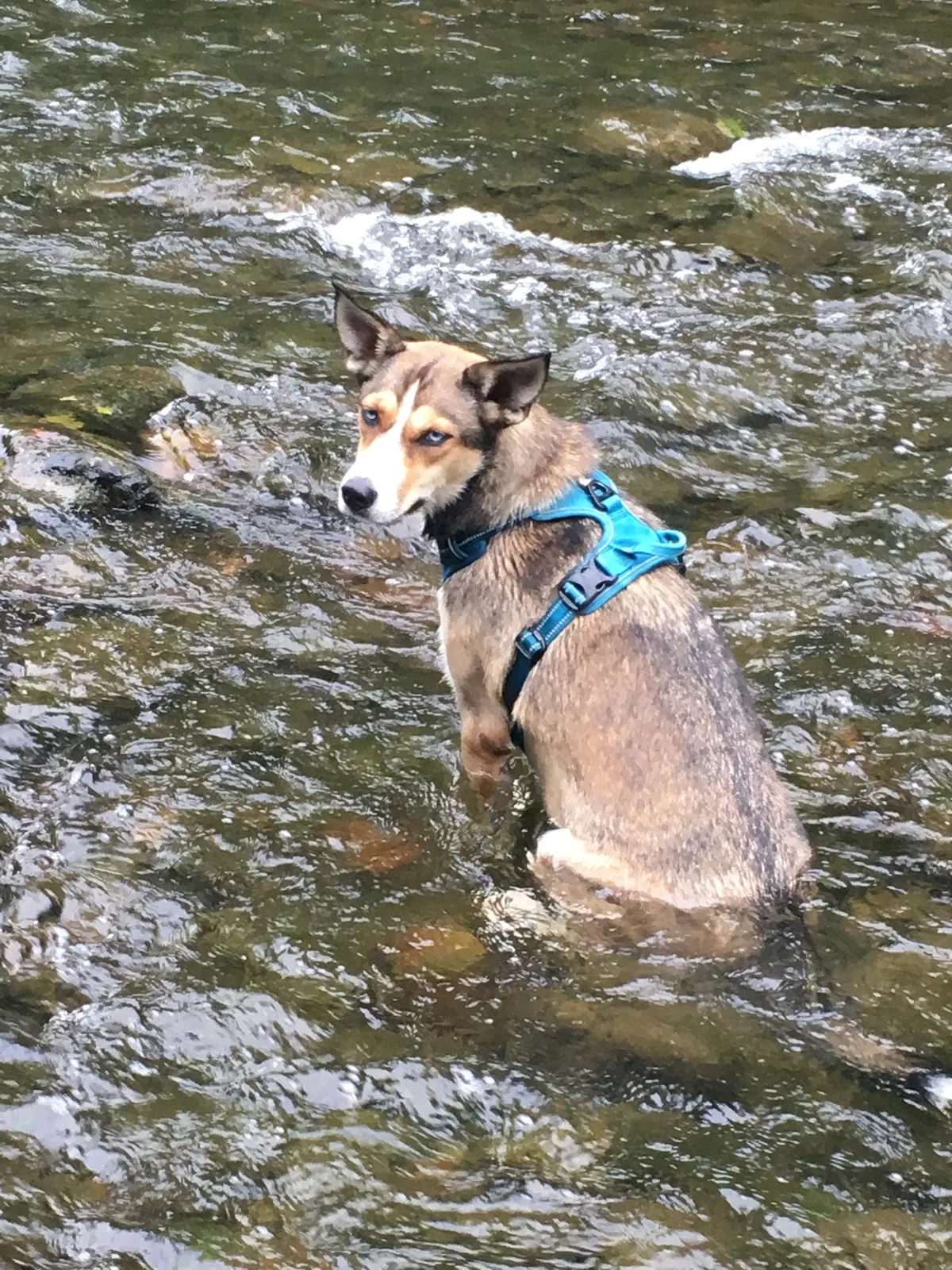 Lost dog in Pansey, AL, 36370