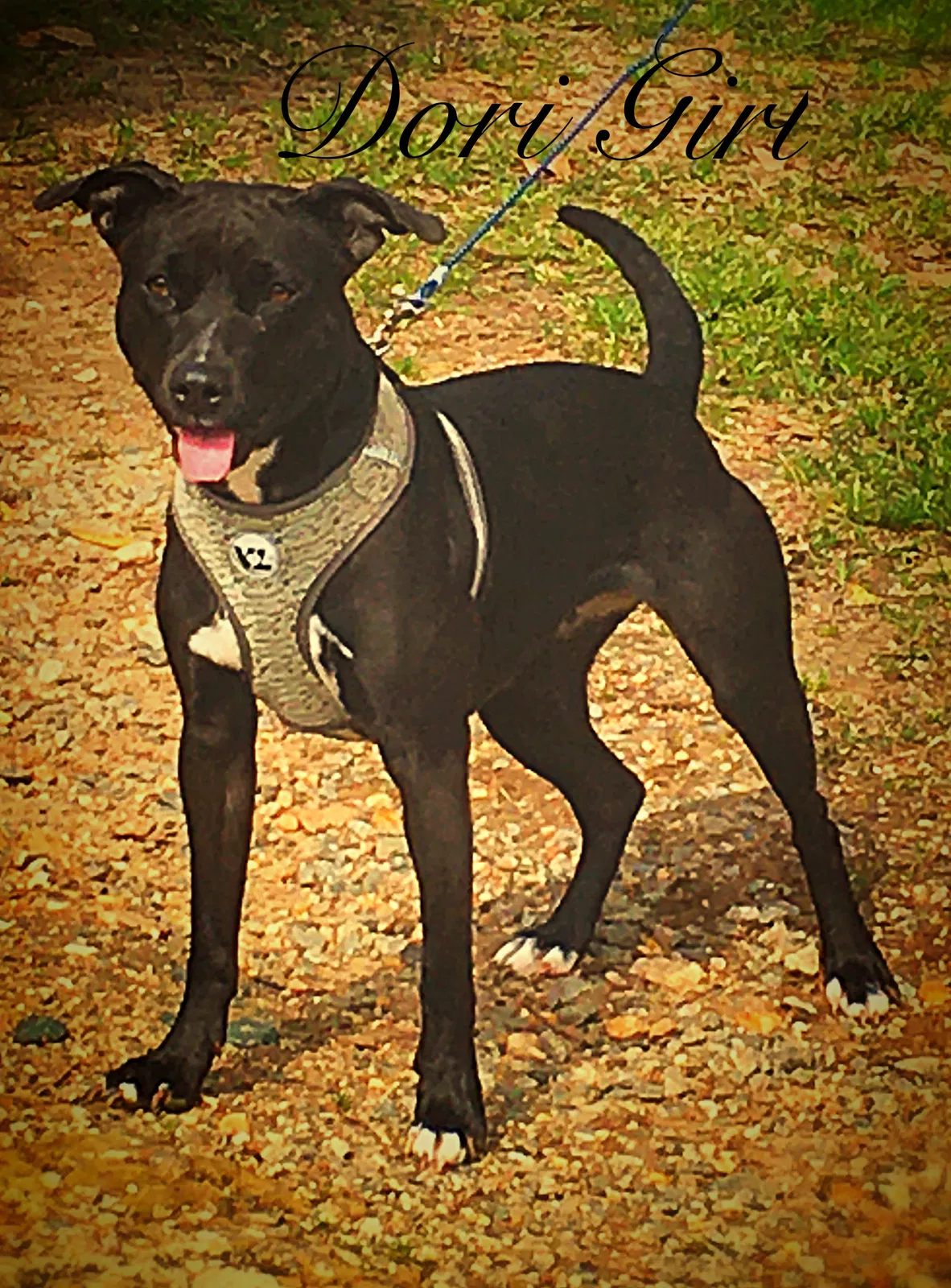 Lost dog in Gordon, GA, 31031
