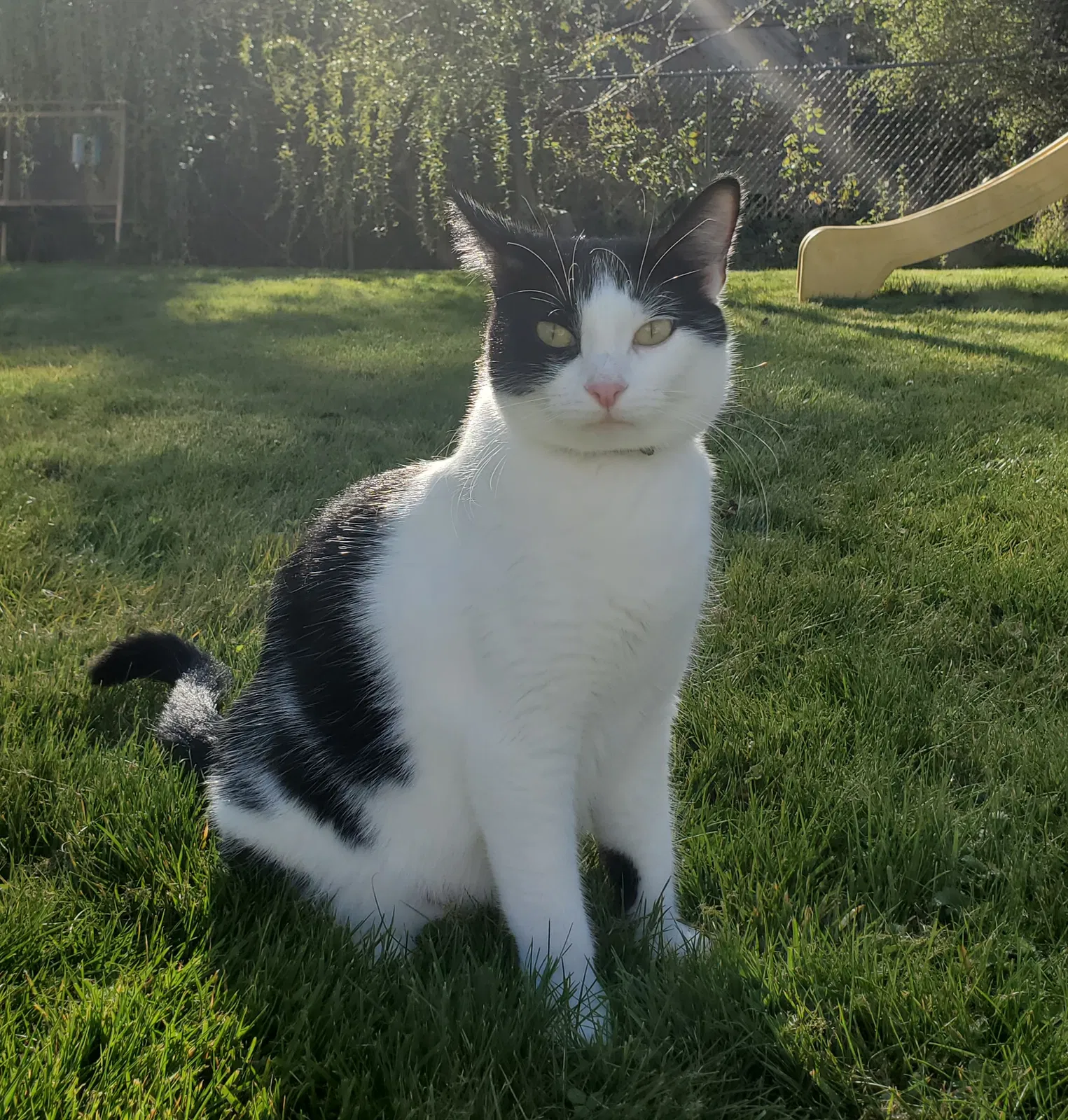 Lost cat in Everett, WA, 98208