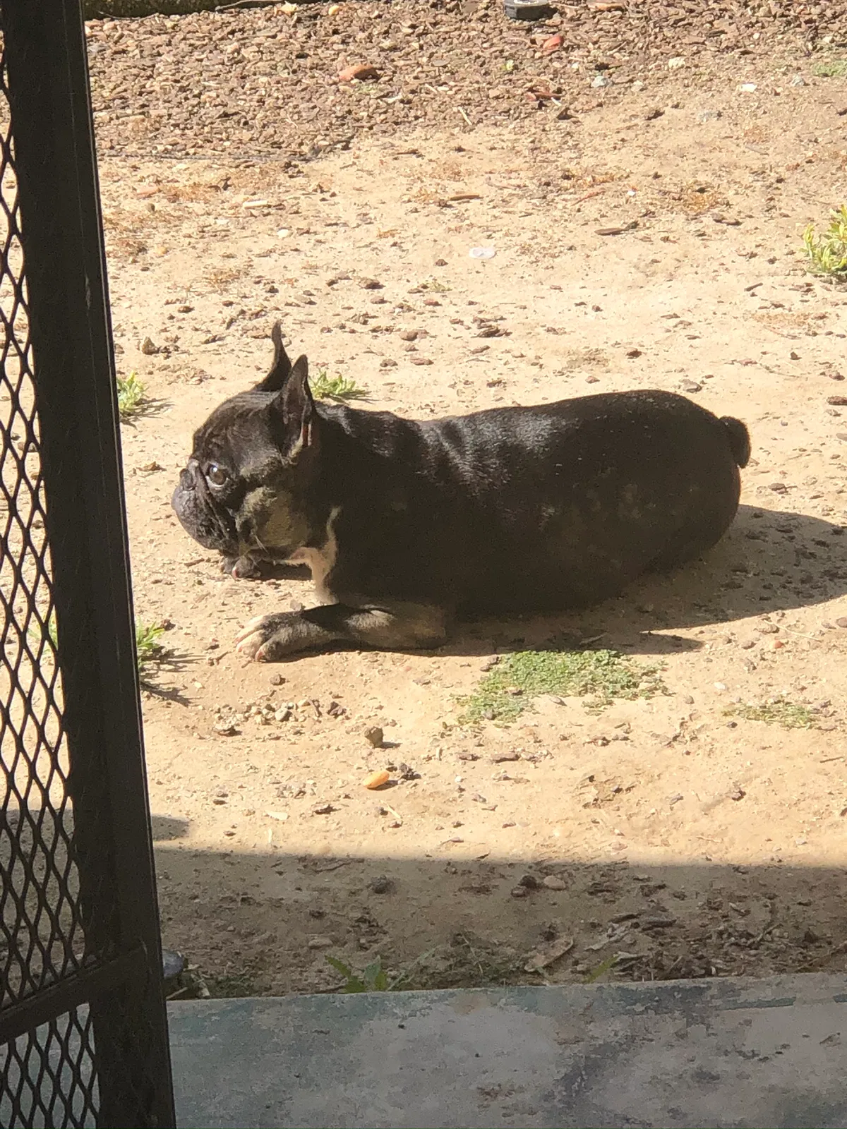 Lost dog in Los Angeles, CA, 90044