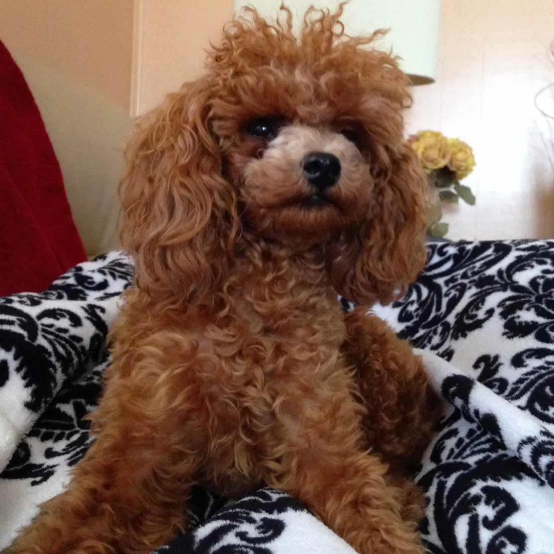 Lost dog in Miami, FL, 33196