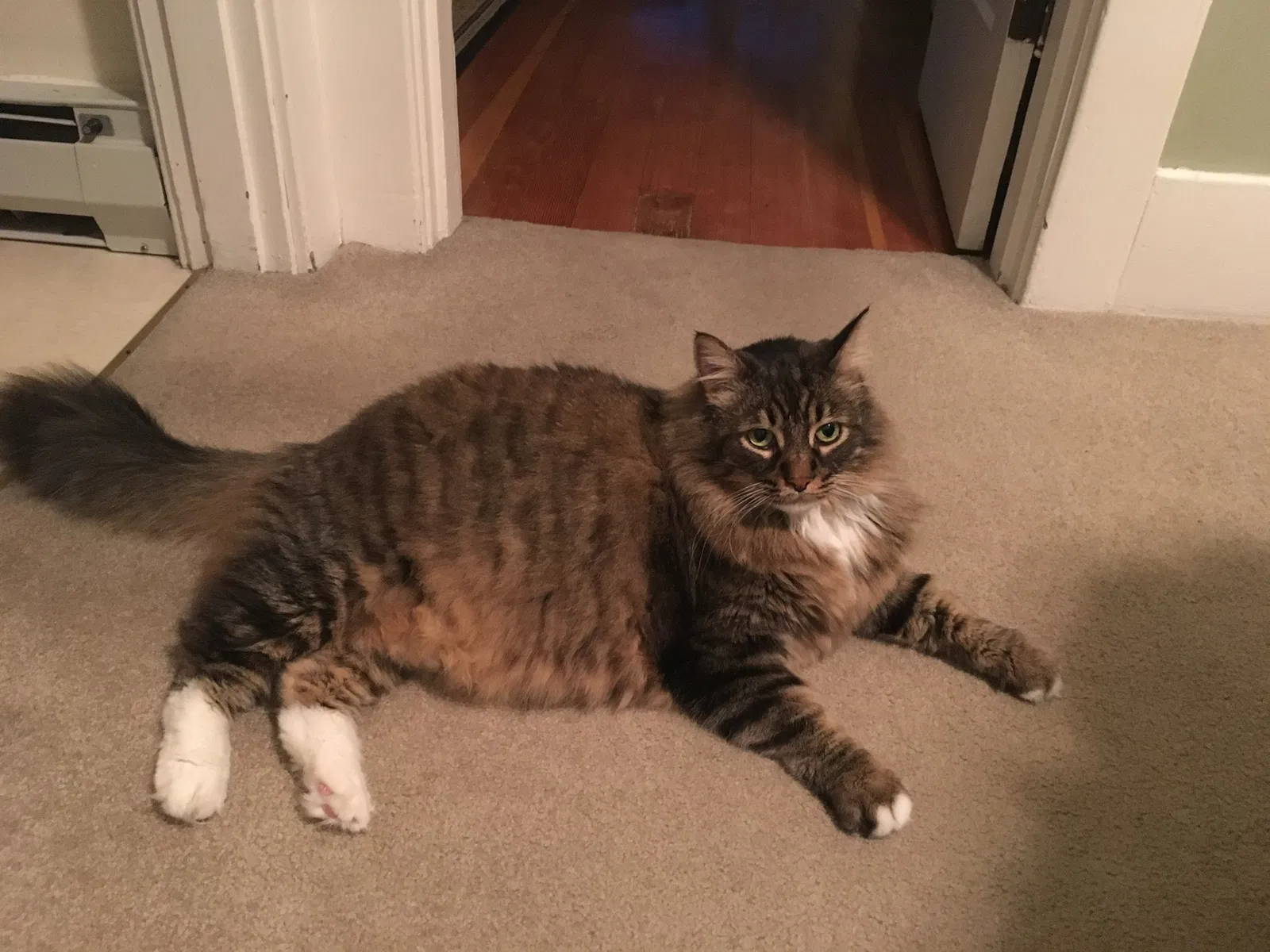 Lost cat in Seattle, WA, 98125