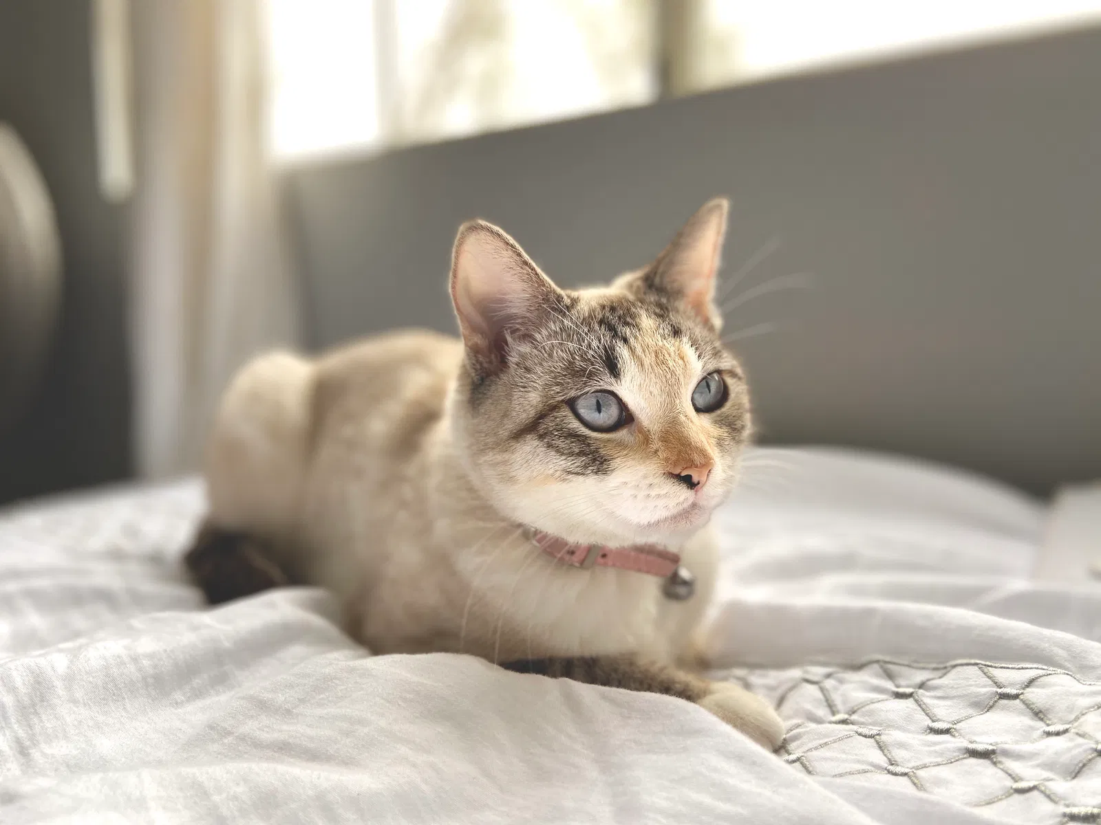 Lost cat in San Diego, CA, 92128