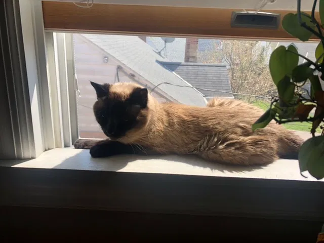 Lost cat in Cincinnati, OH, 45238
