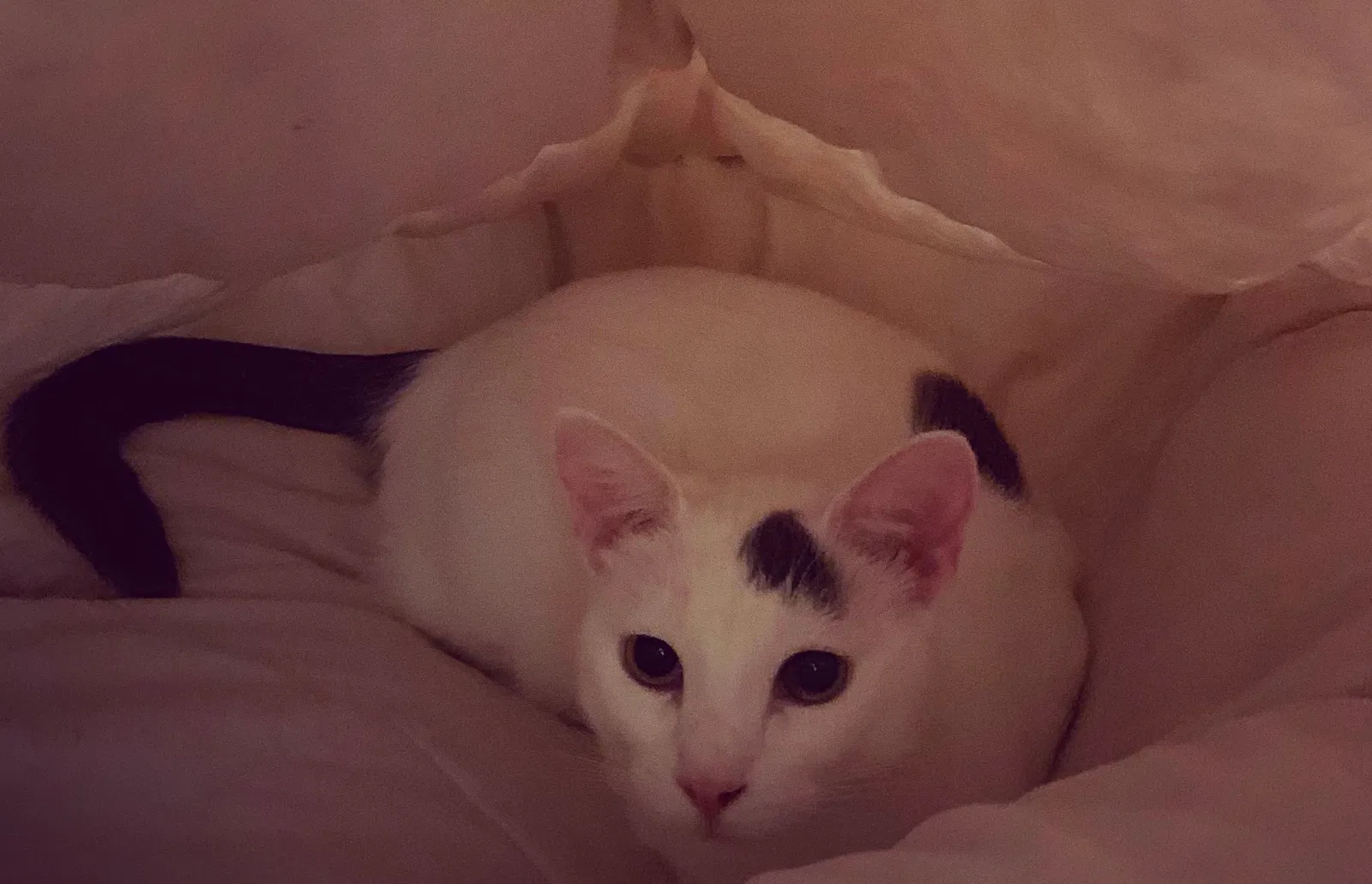 Lost cat in Daly City, CA, 94014