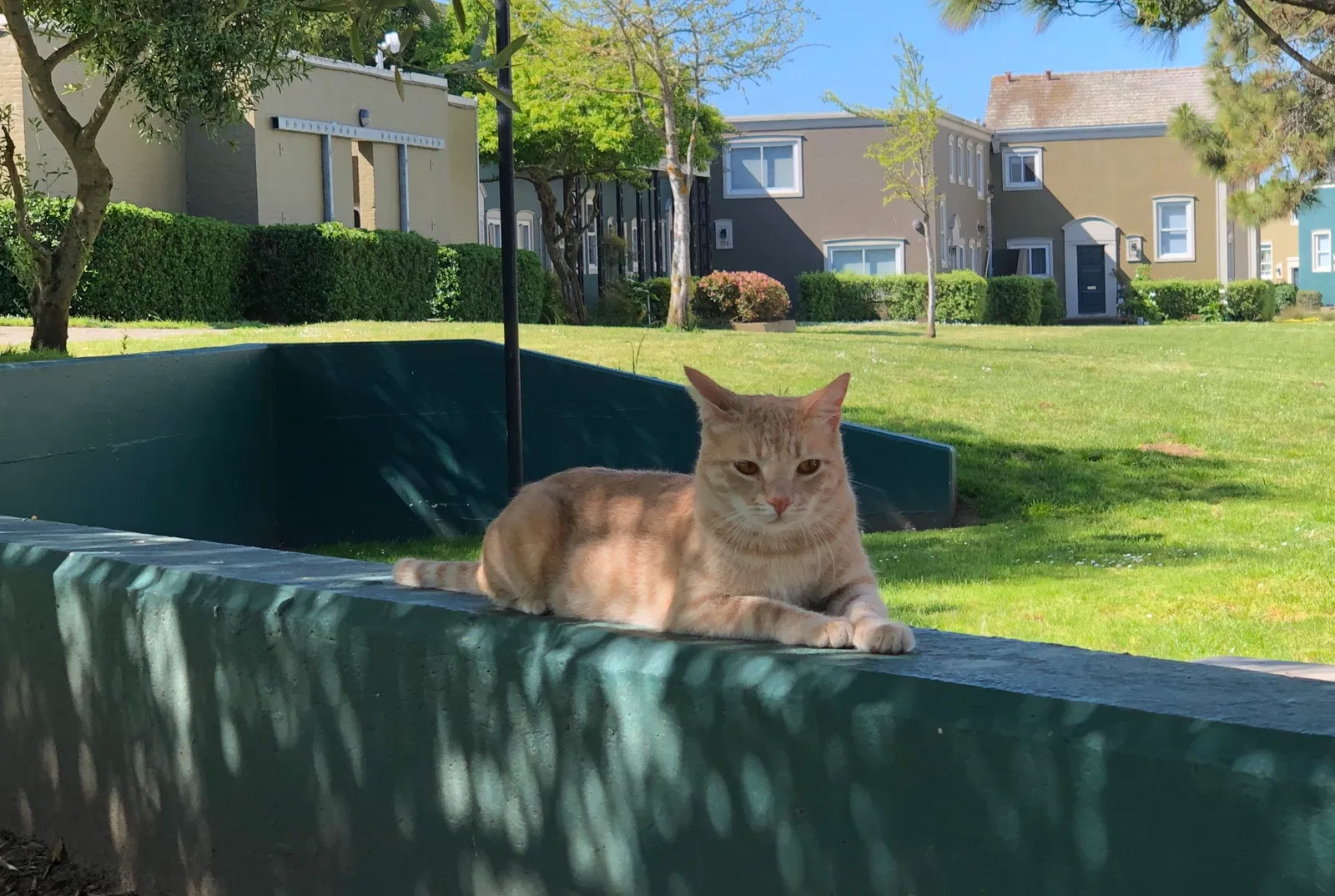Lost cat in El Dorado Hills, CA, 95762