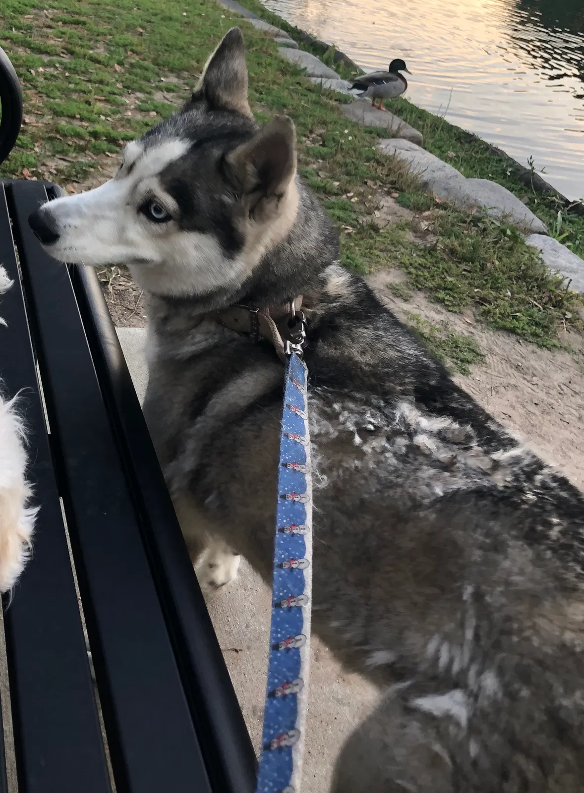 Lost dog in New Orleans, LA, 70118