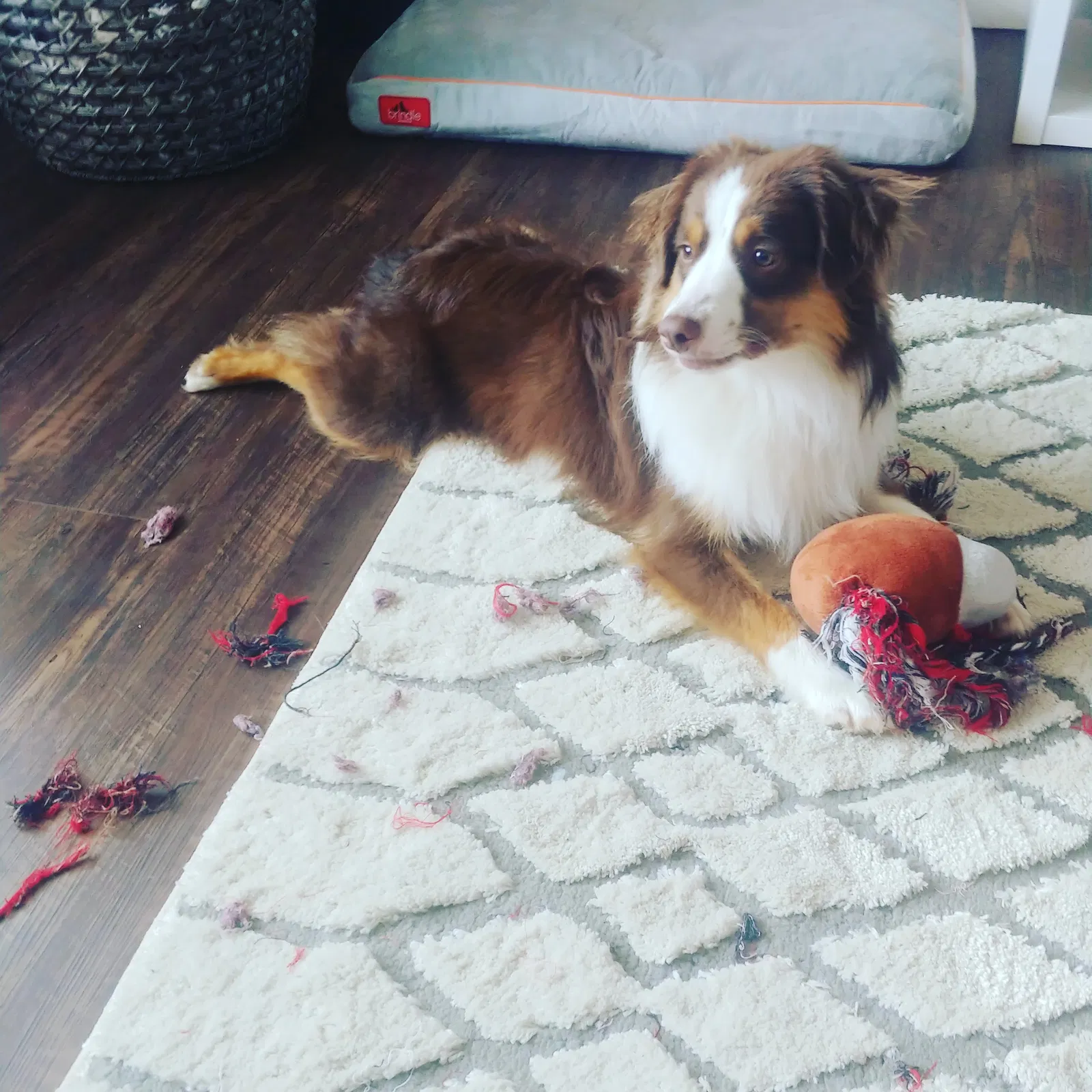Lost dog in Reynoldsburg, OH, 43068