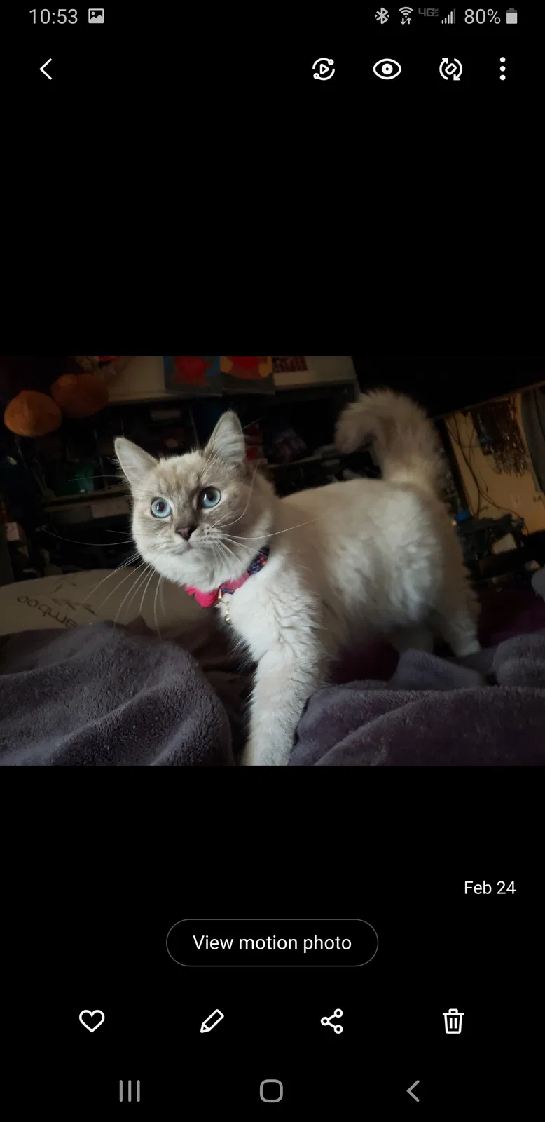 Lost cat in Buena Park, CA, 90620