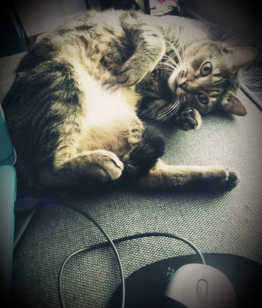 Lost cat in Charlotte, NC, 28269