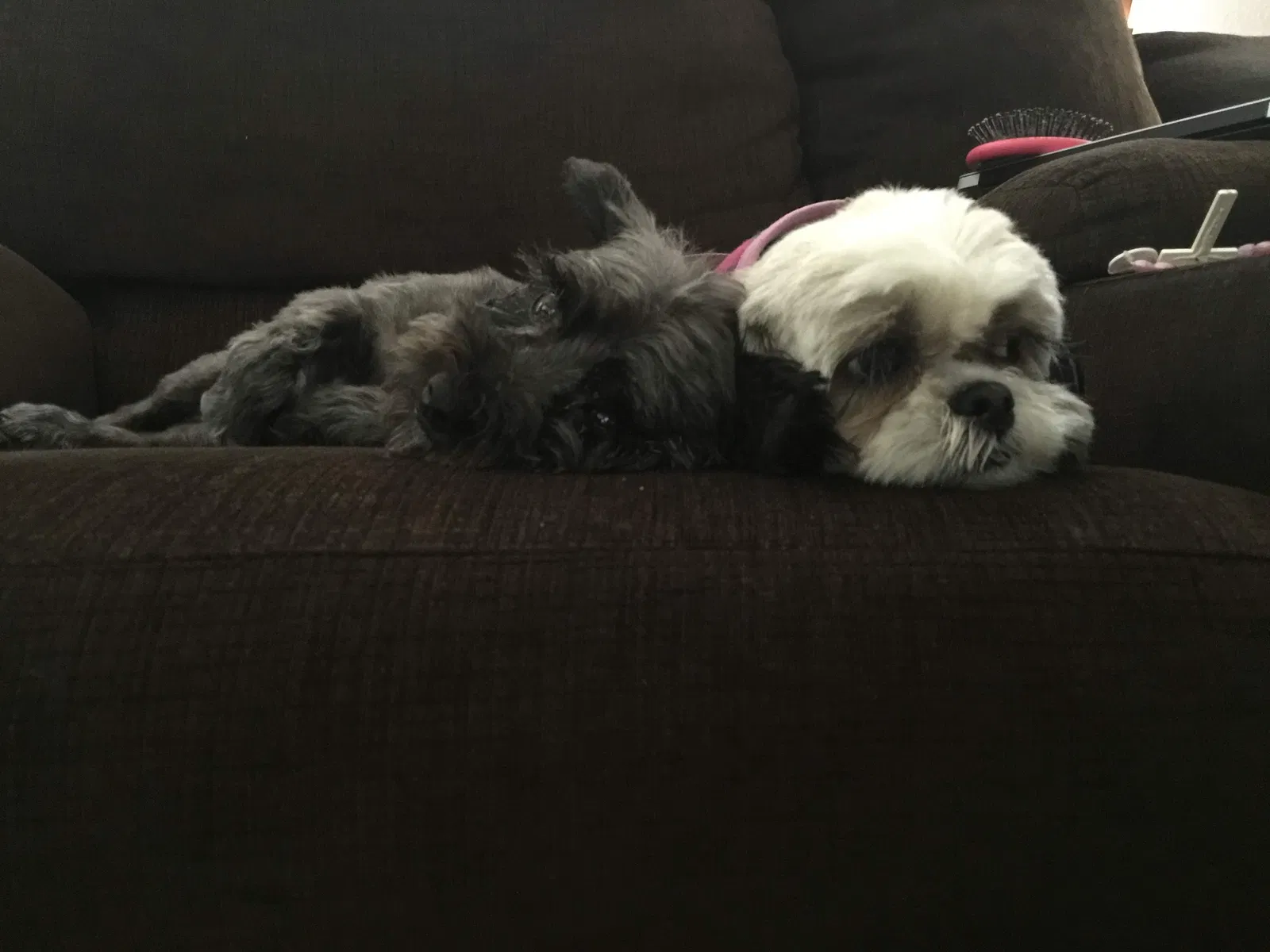 Lost dog in Oxnard, CA, 93036
