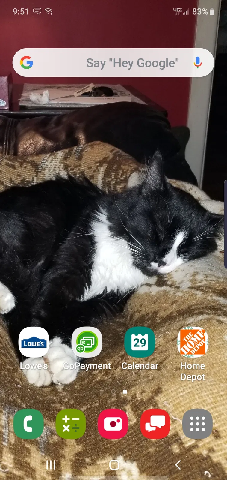 Lost cat in Bethlehem, PA, 18015