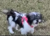 Lost dog in Edinburg, TX, 78542