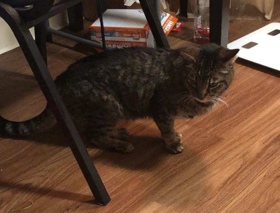 Lost cat in Stockton, CA, 95207