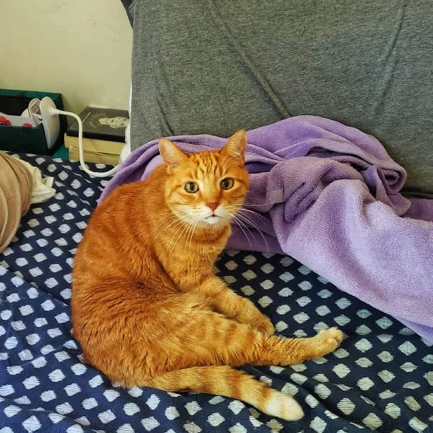Lost cat in Columbia, MD, 21046