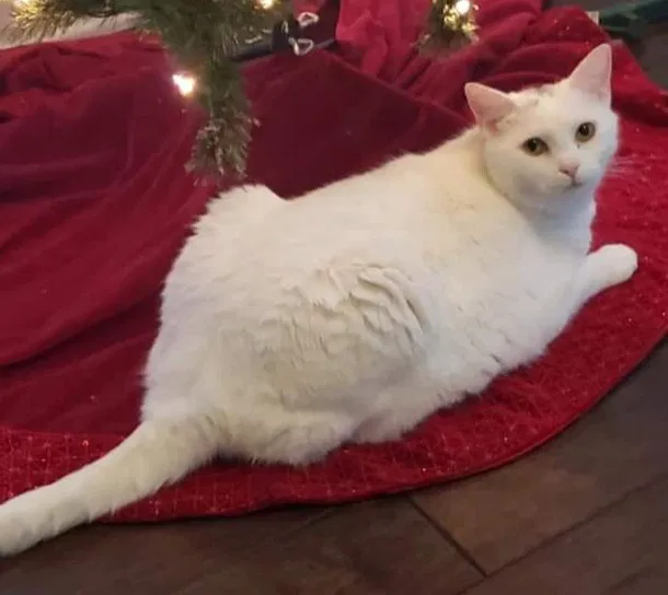 Lost cat in Knoxville, TN, 37931