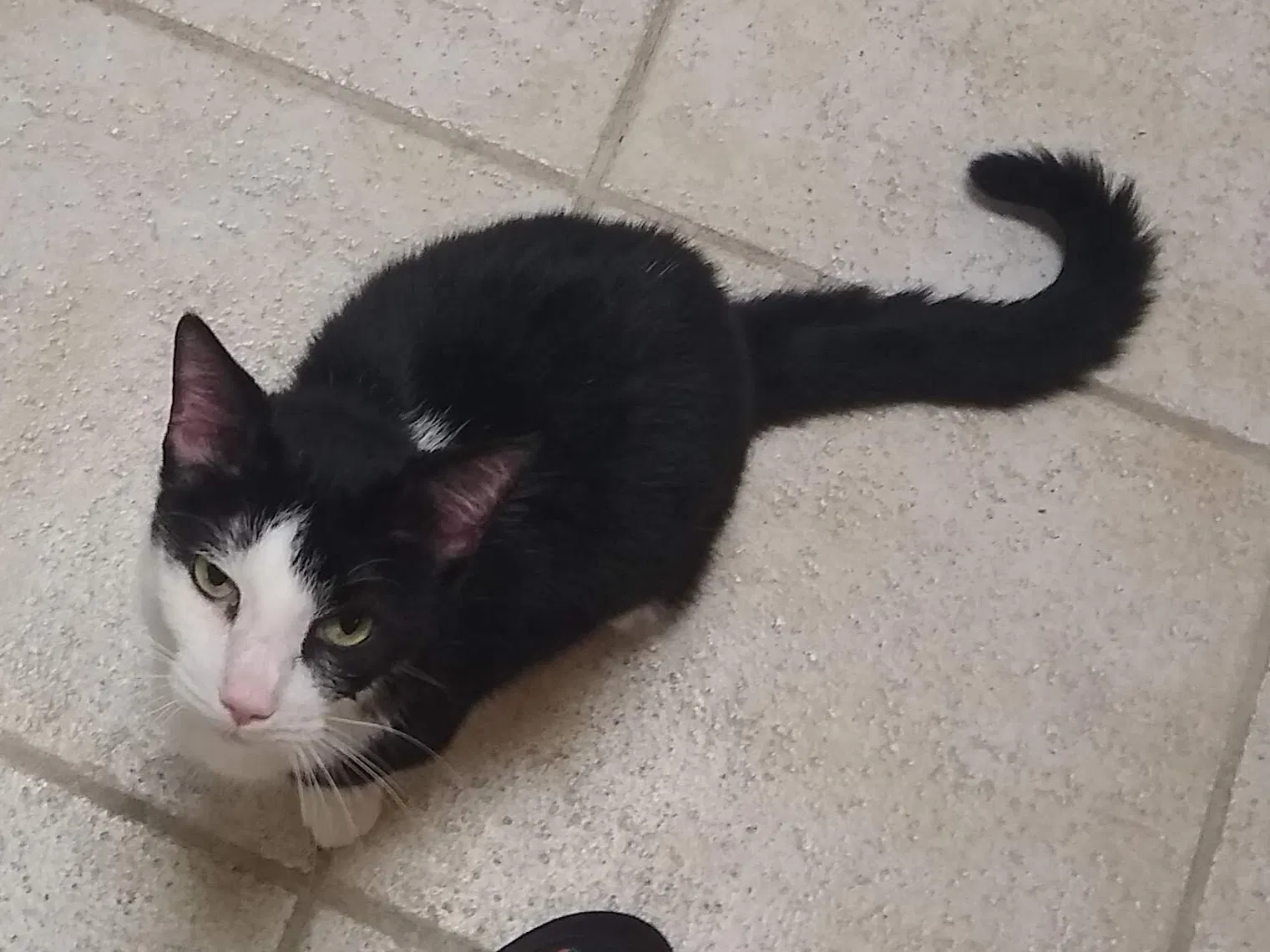 Lost cat in Cedar Park, TX, 78613