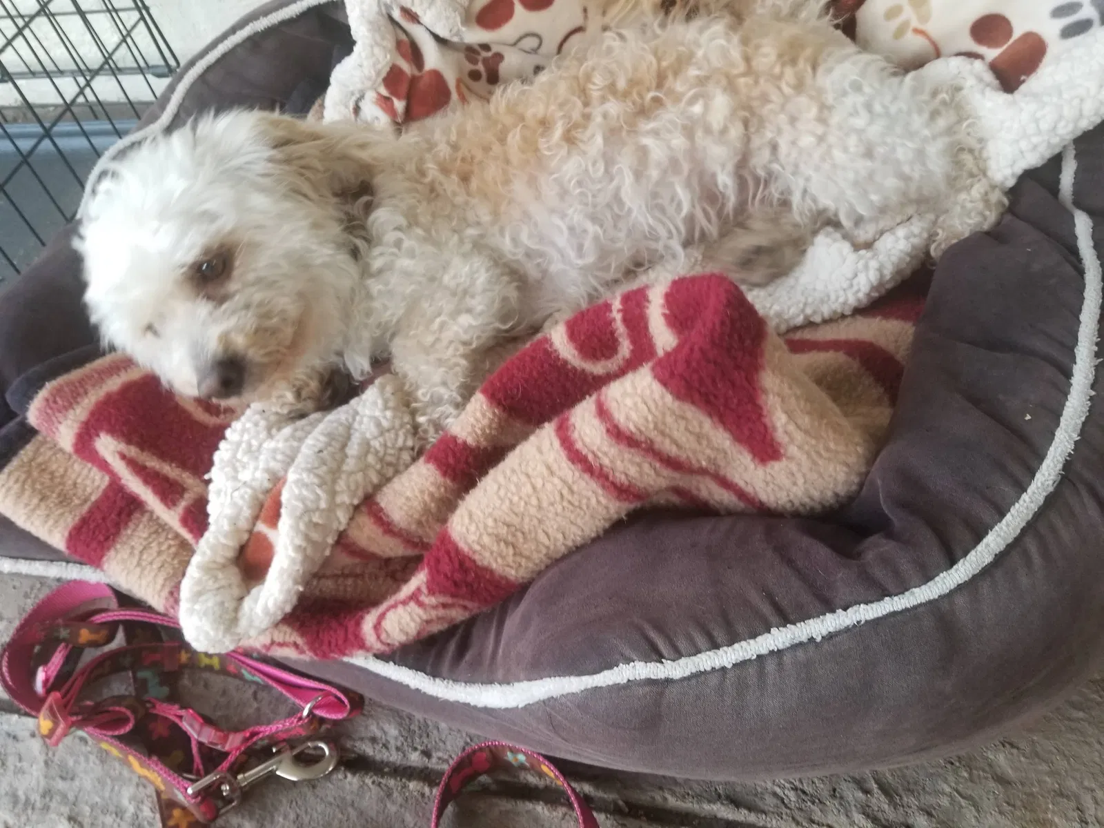 Lost dog in Pittsburg, CA, 94565
