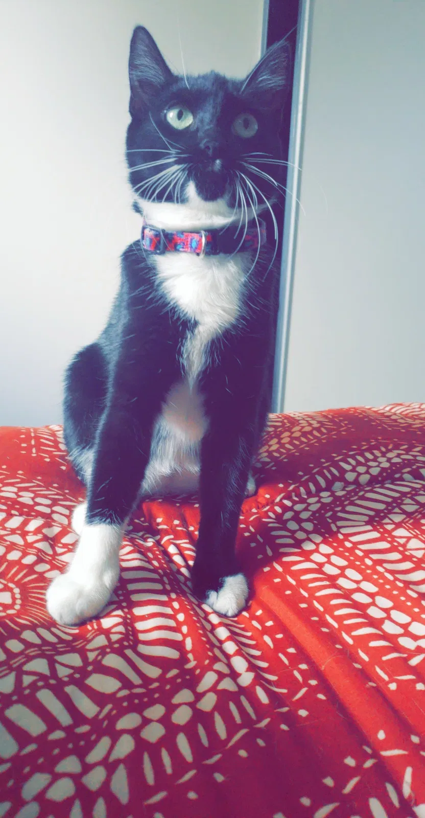Lost cat in San Diego, CA, 92117