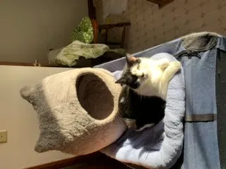 Lost cat in Lexington, NC, 27295