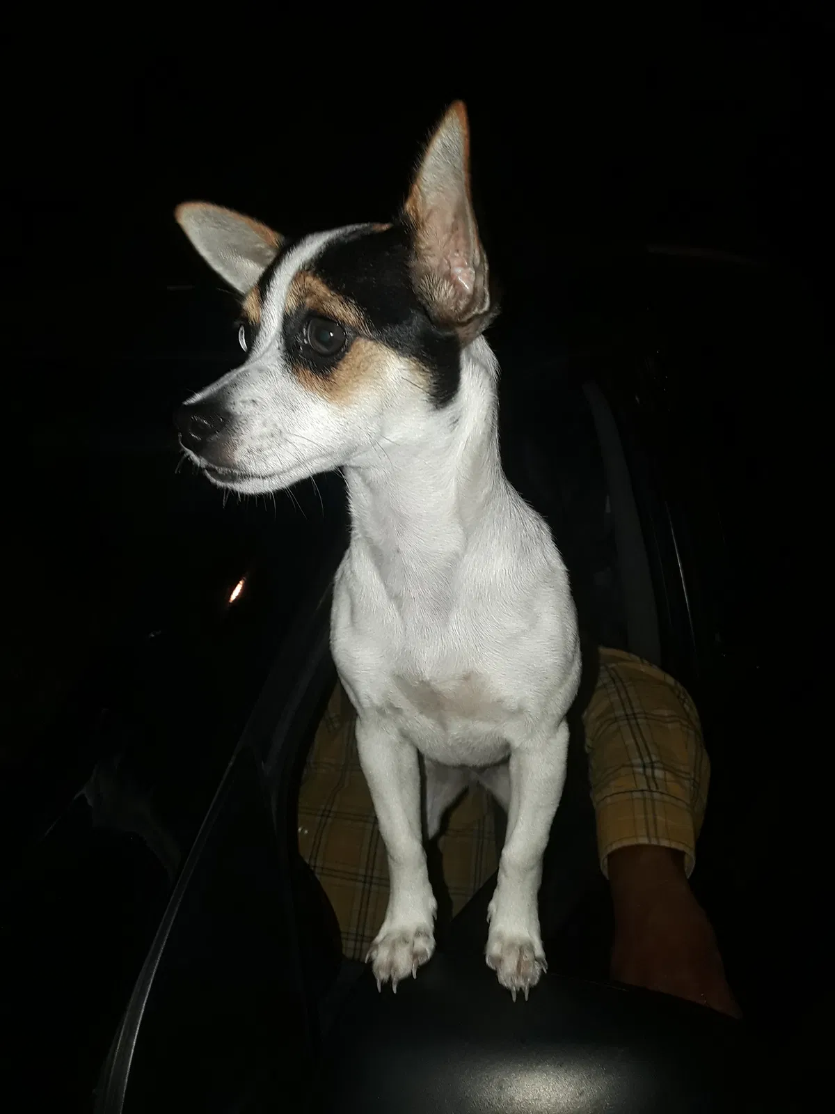 Lost dog in Johns Island, SC, 29455