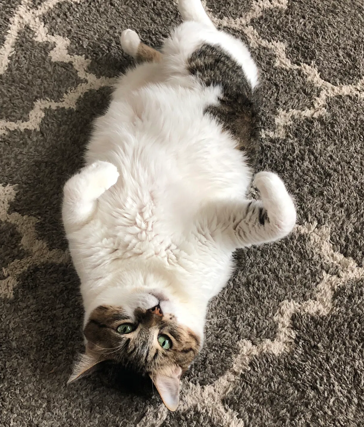 Lost cat in Pflugerville, TX, 78660