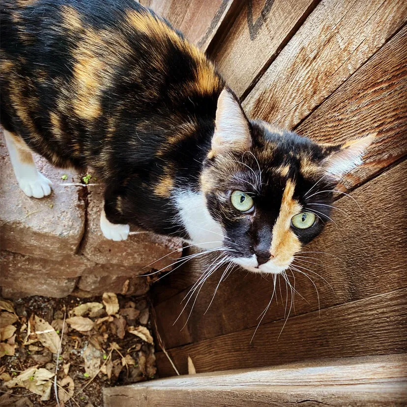 Lost cat in Albuquerque, NM, 87104