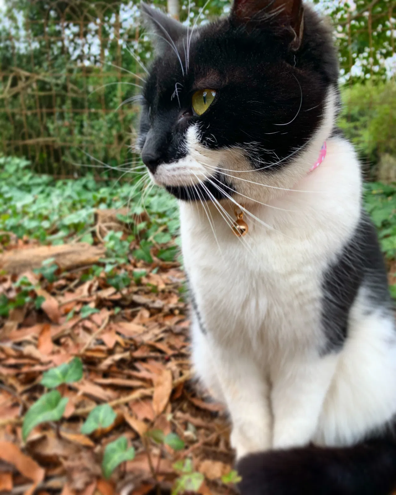 Lost cat in Winston Salem, NC, 27103