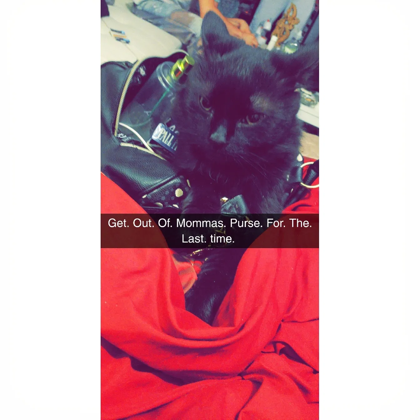 Lost cat in Union, KY, 41091