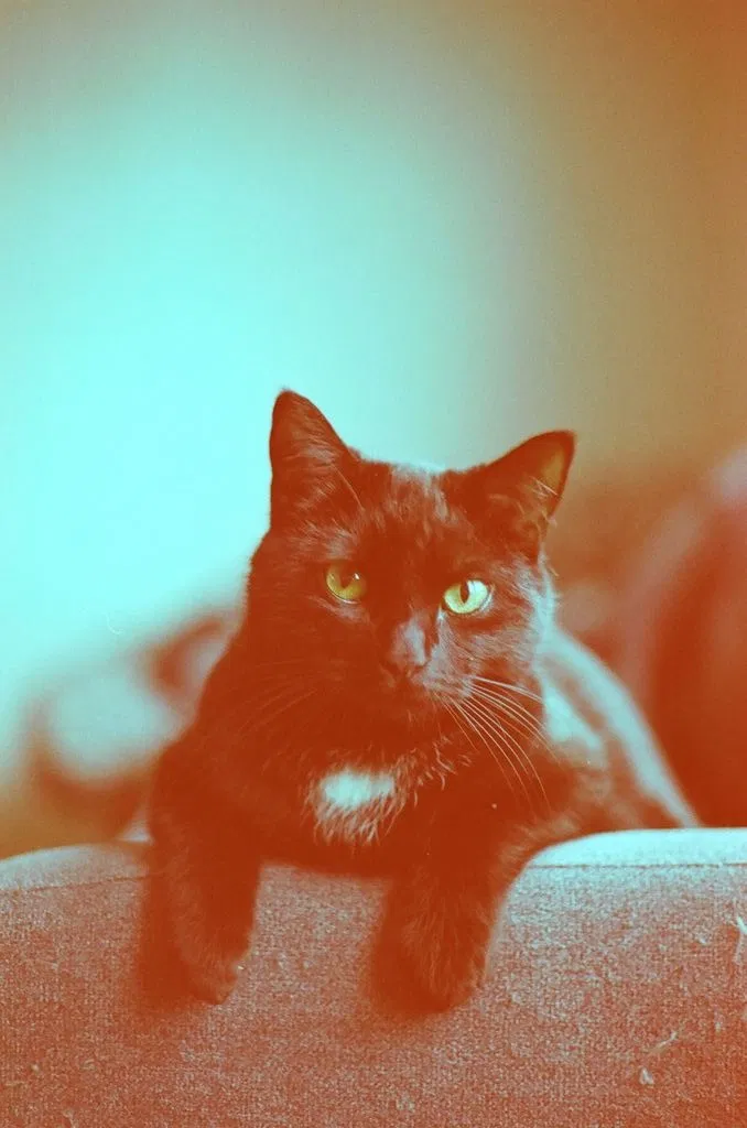 Lost cat in Syracuse, NY, 13210