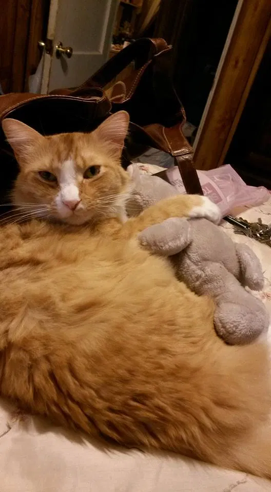 Lost cat in Birmingham, AL, 35211