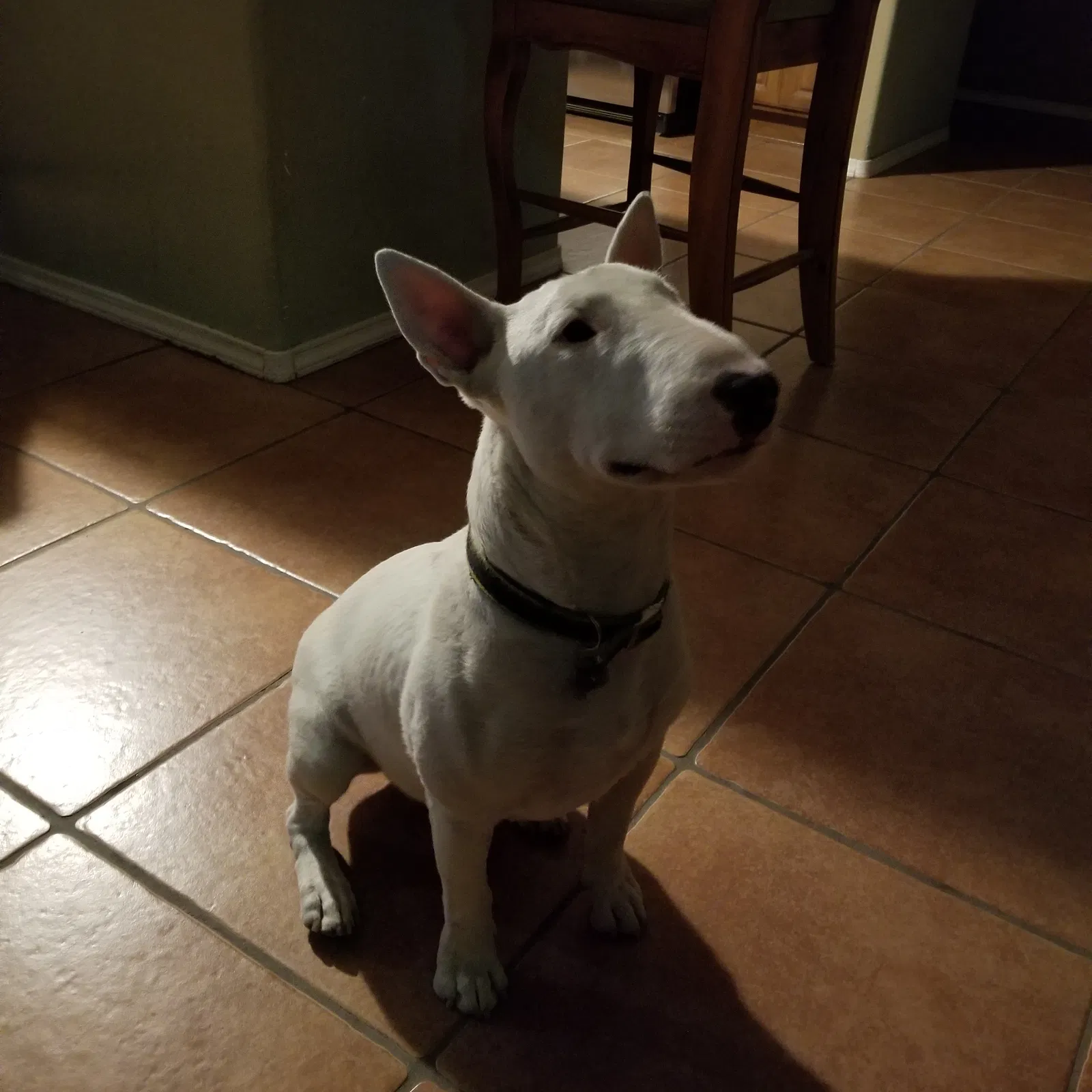 Lost dog in Albuquerque, NM, 87105