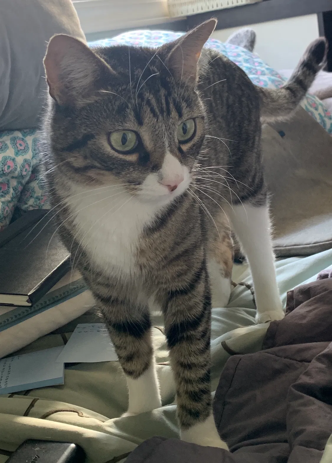 Lost cat in Danville, CA, 94526
