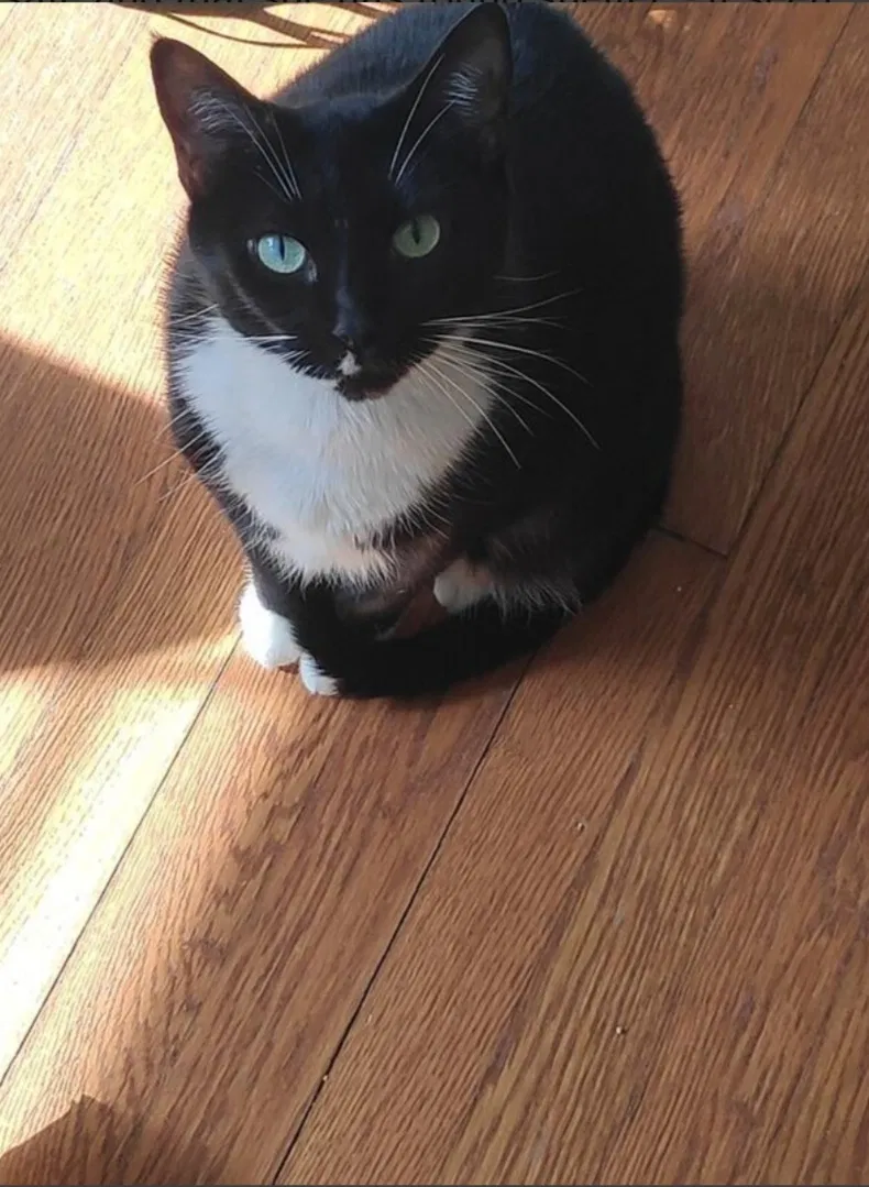 Lost cat in Charlotte, NC, 28215