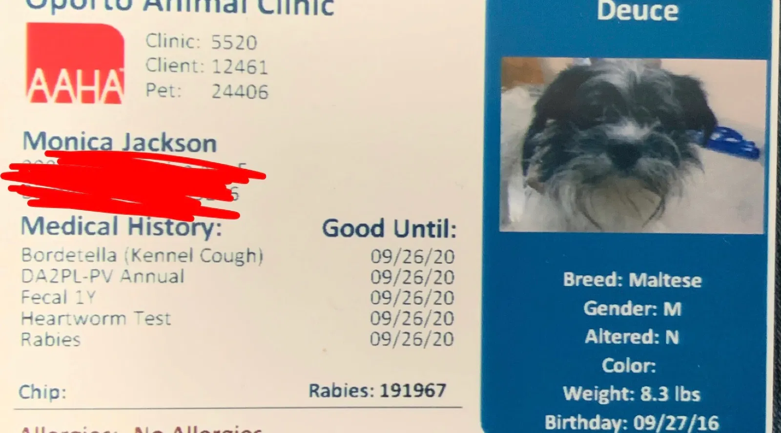 Lost dog in Birmingham, AL, 35203